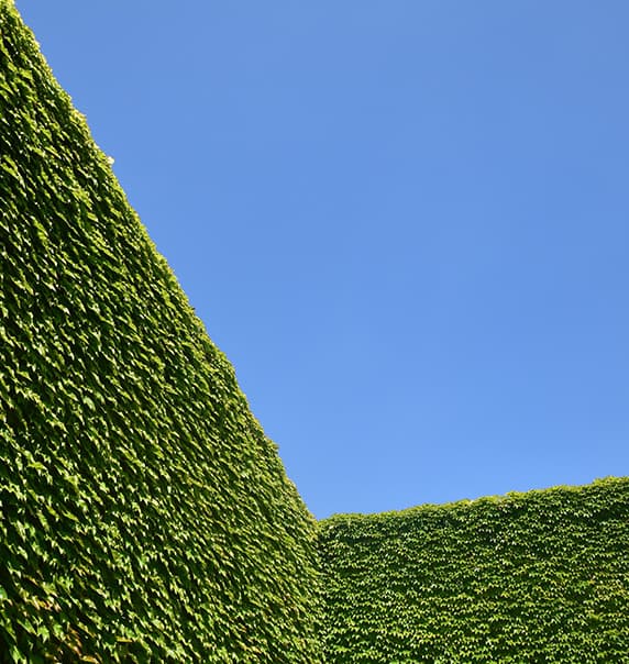 A hedge indicating a boundary between properties.