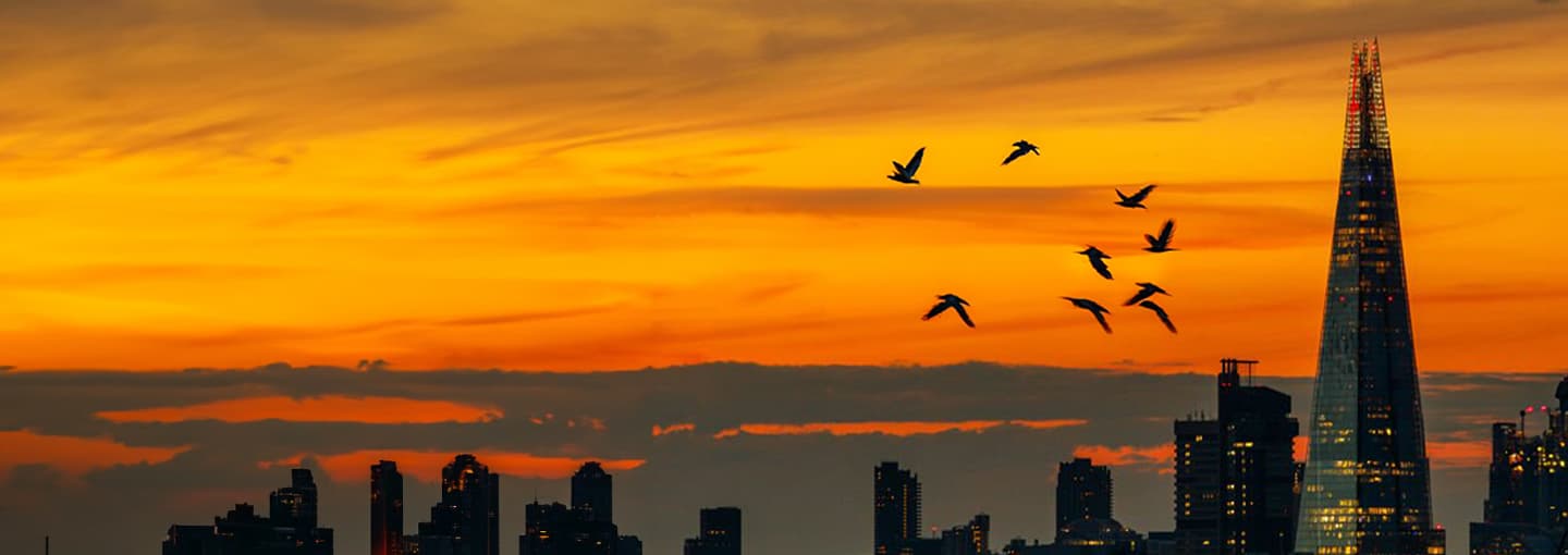 Sunset overlooking the shard with birds flying across the scene.