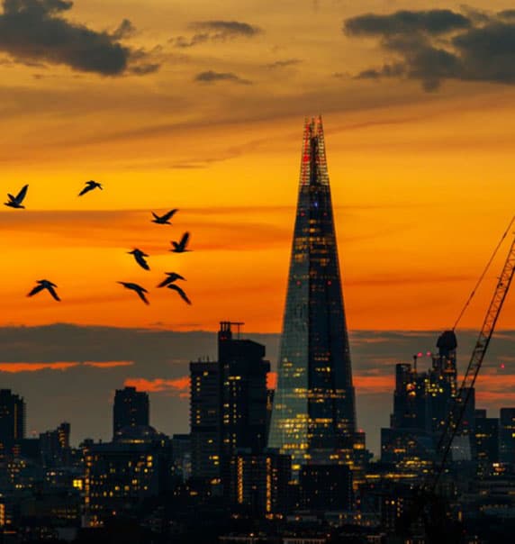 Sunset overlooking the shard with birds flying across the scene.