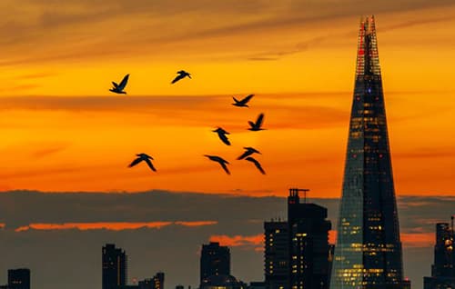 Sunset overlooking the shard with birds flying across the scene.